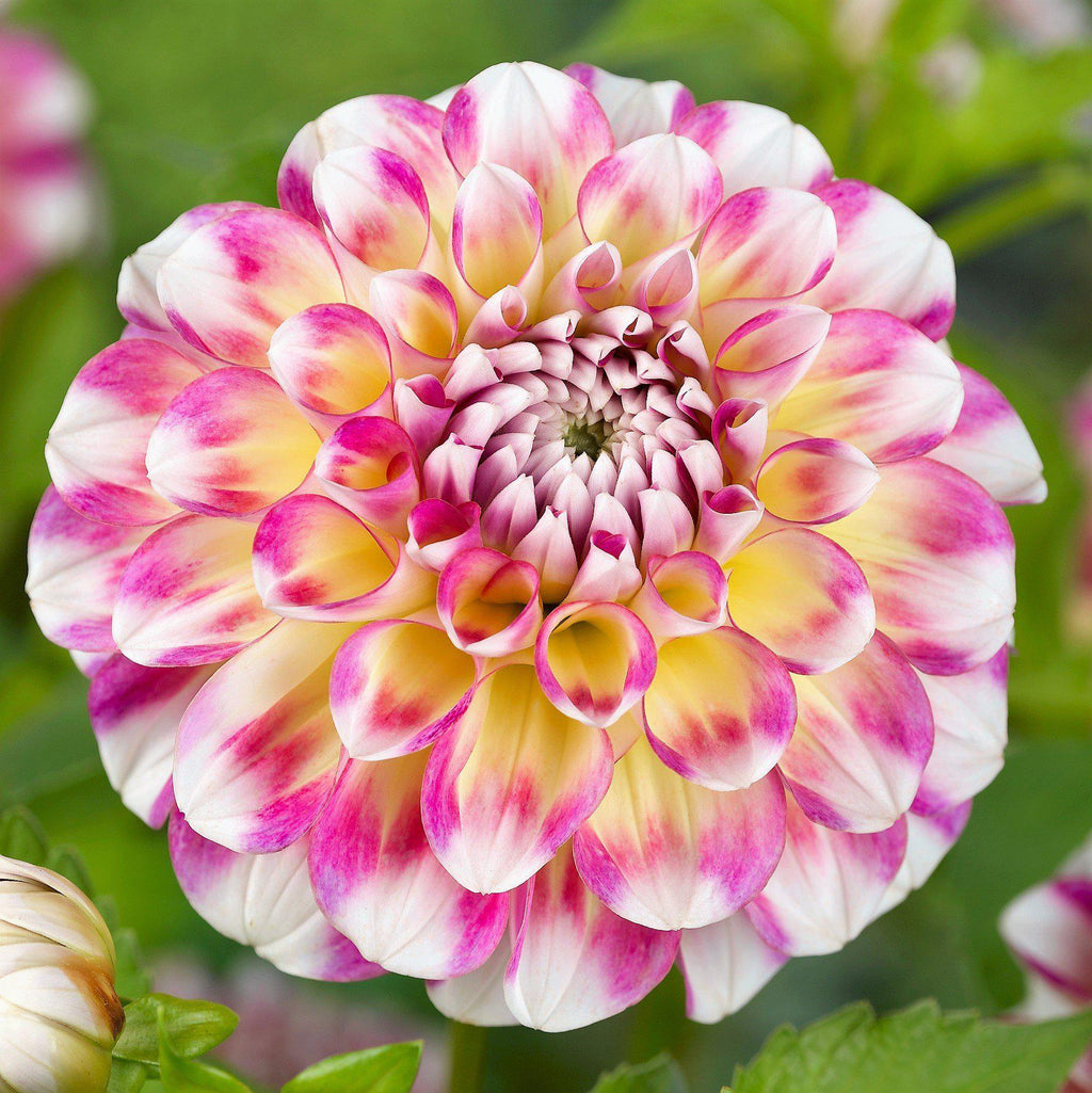 Dahlia - Hawaii