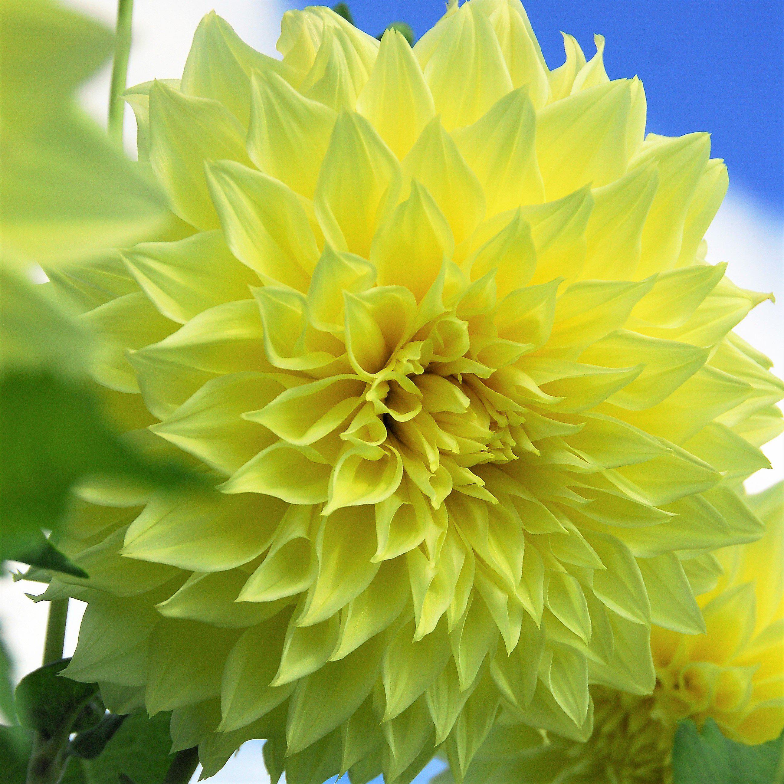 Dahlia - Kelvin Floodlight