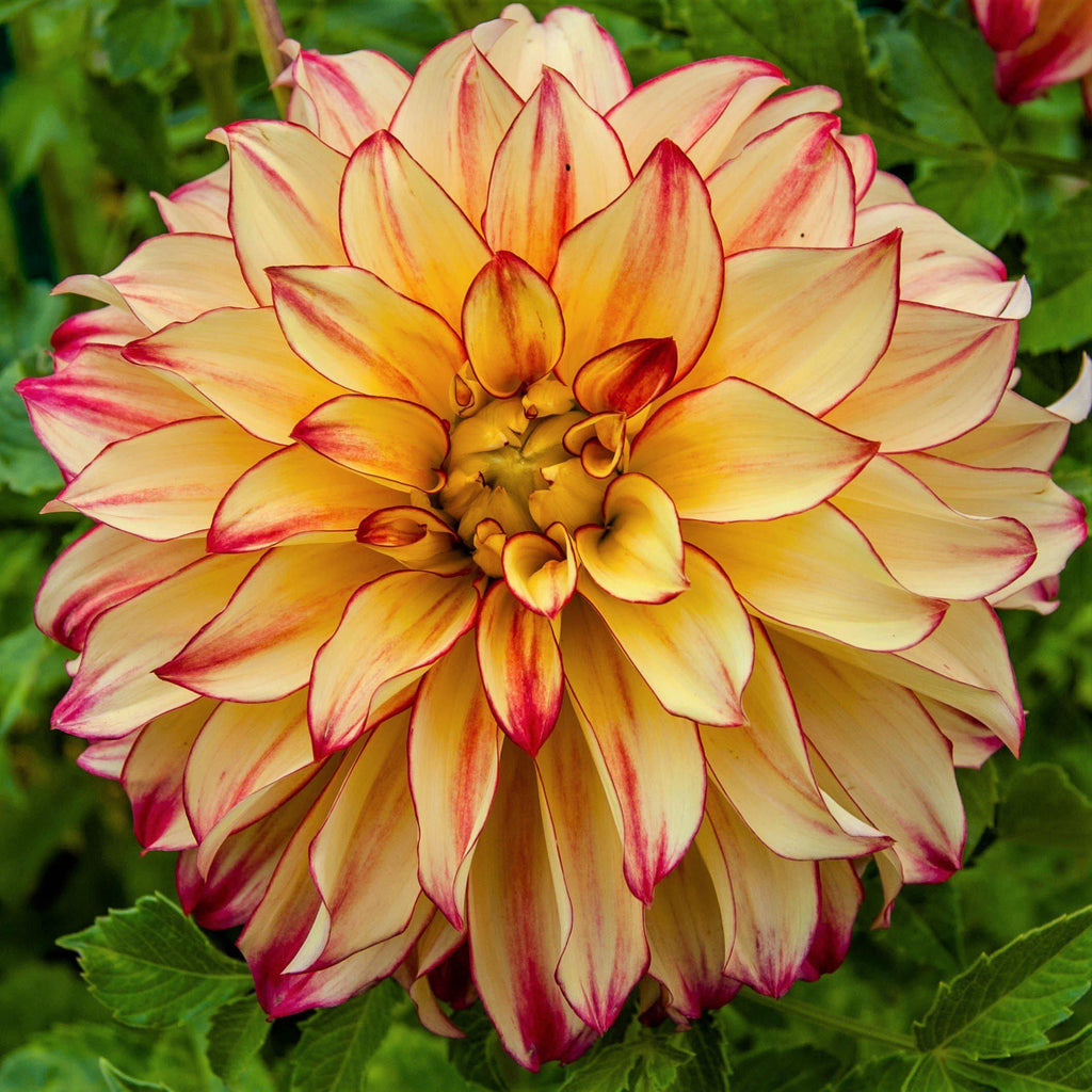 Dahlia - Lady Darlene