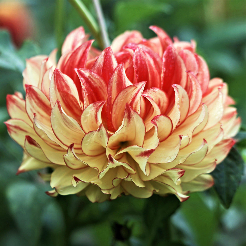 Dahlia - Lady Darlene