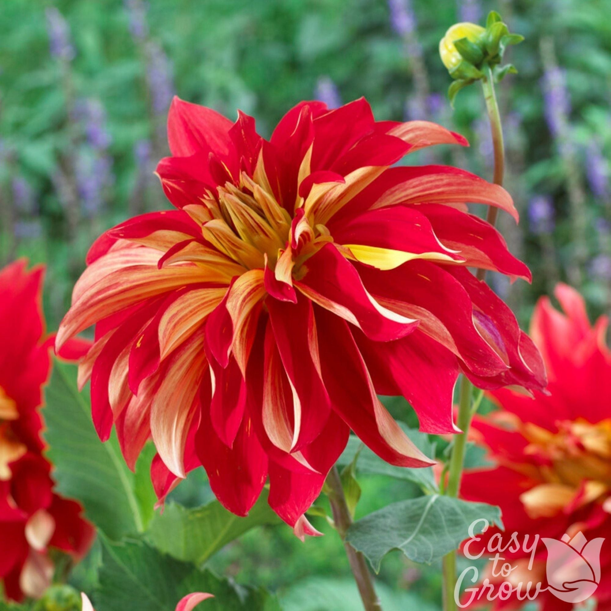 Dahlia - Nick Sr.