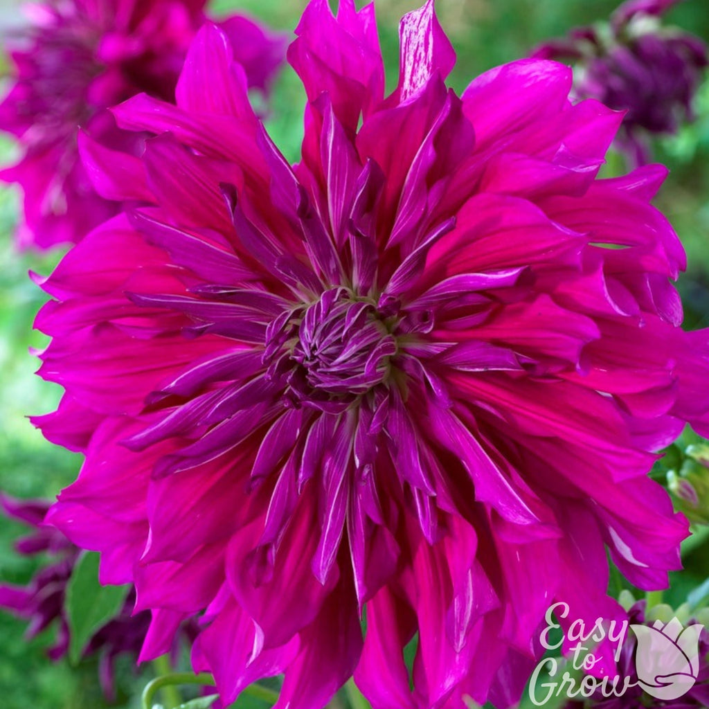 Dahlia - Purple Taiheijo