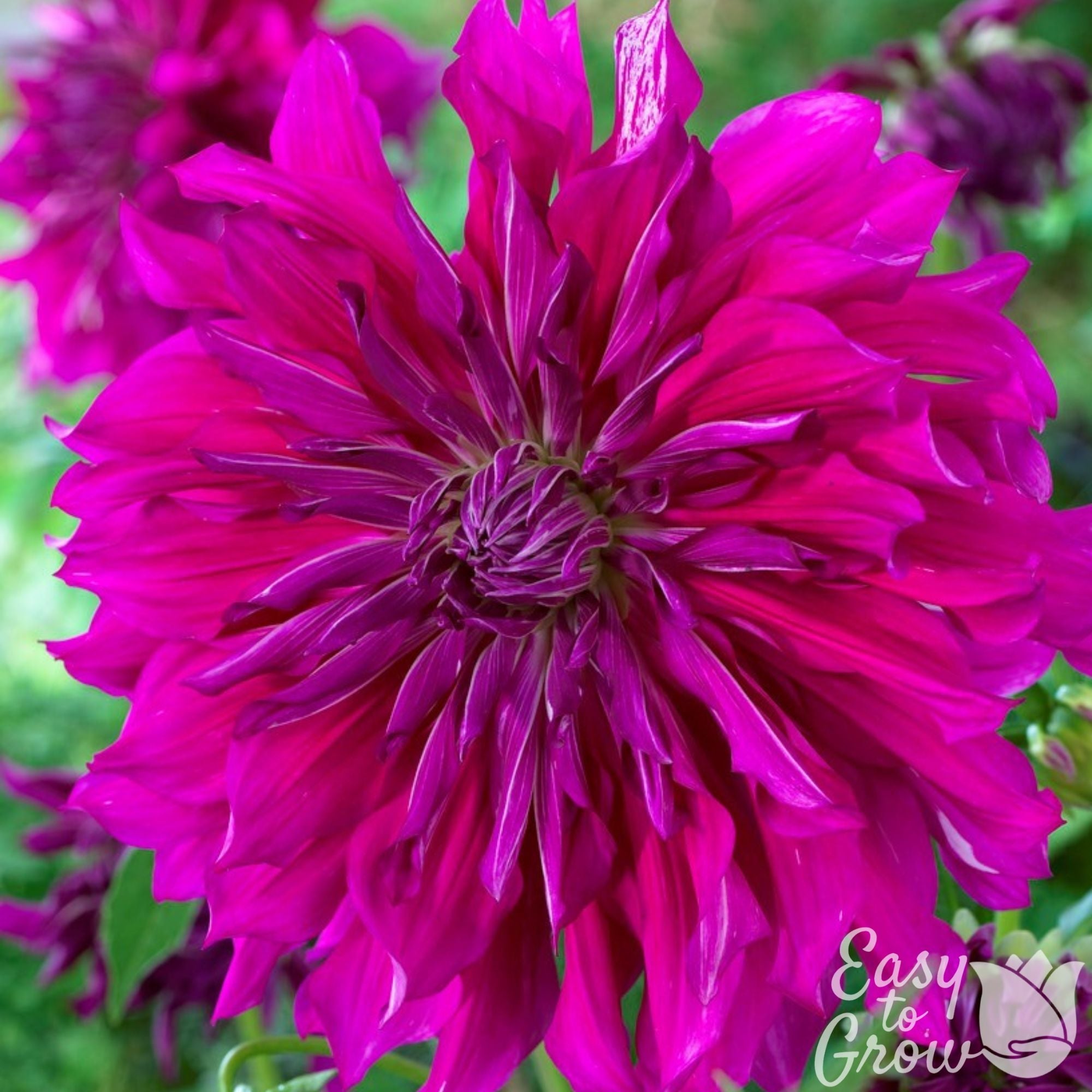 Dahlia - Purple Taiheijo