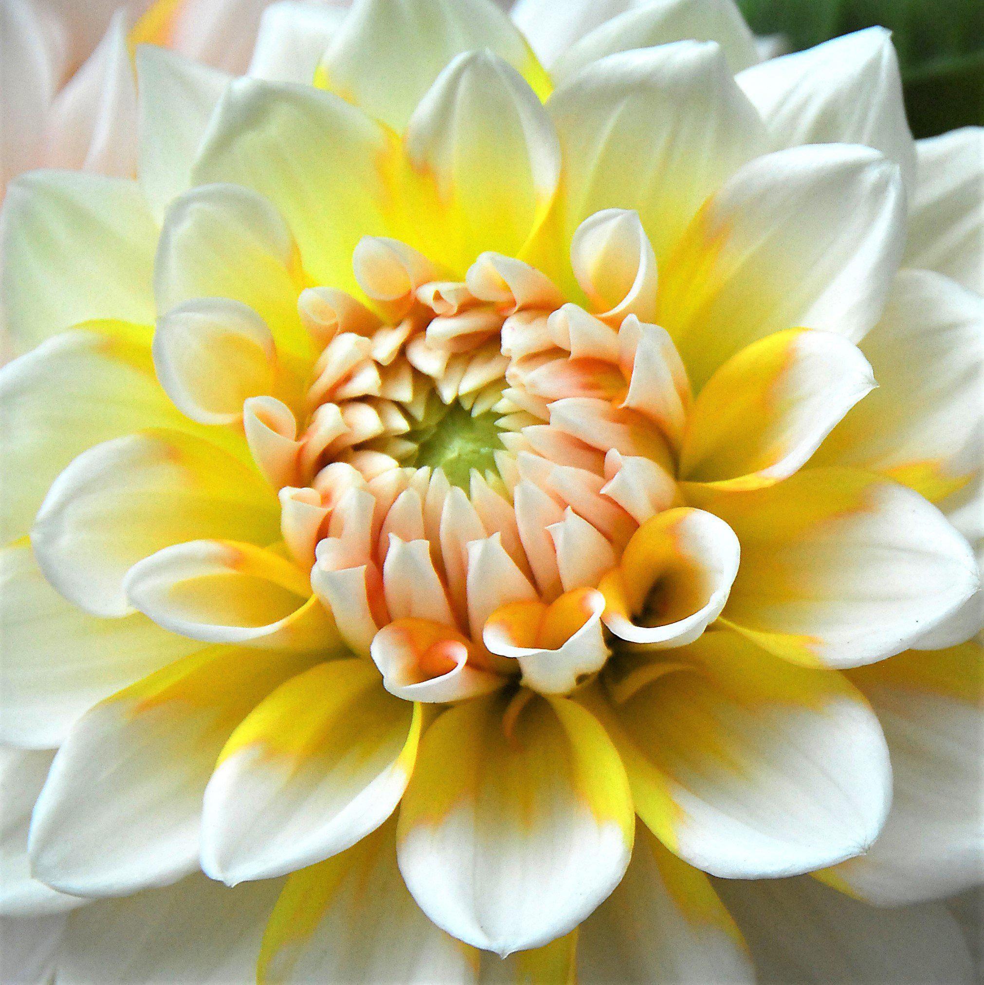 Dahlia - Seattle