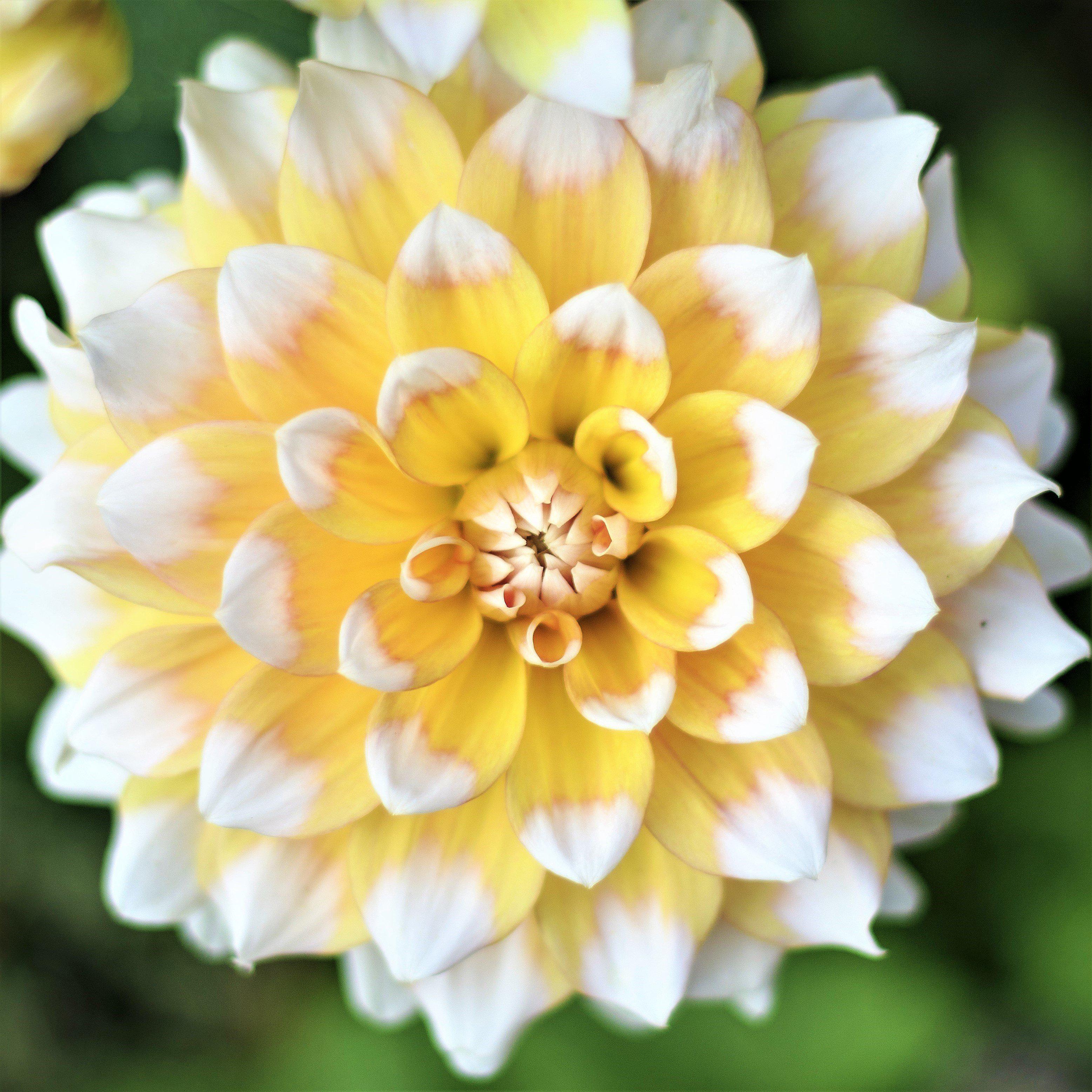 Dahlia - Seattle