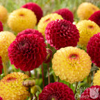 Dahlia Sunset Blaze Mix