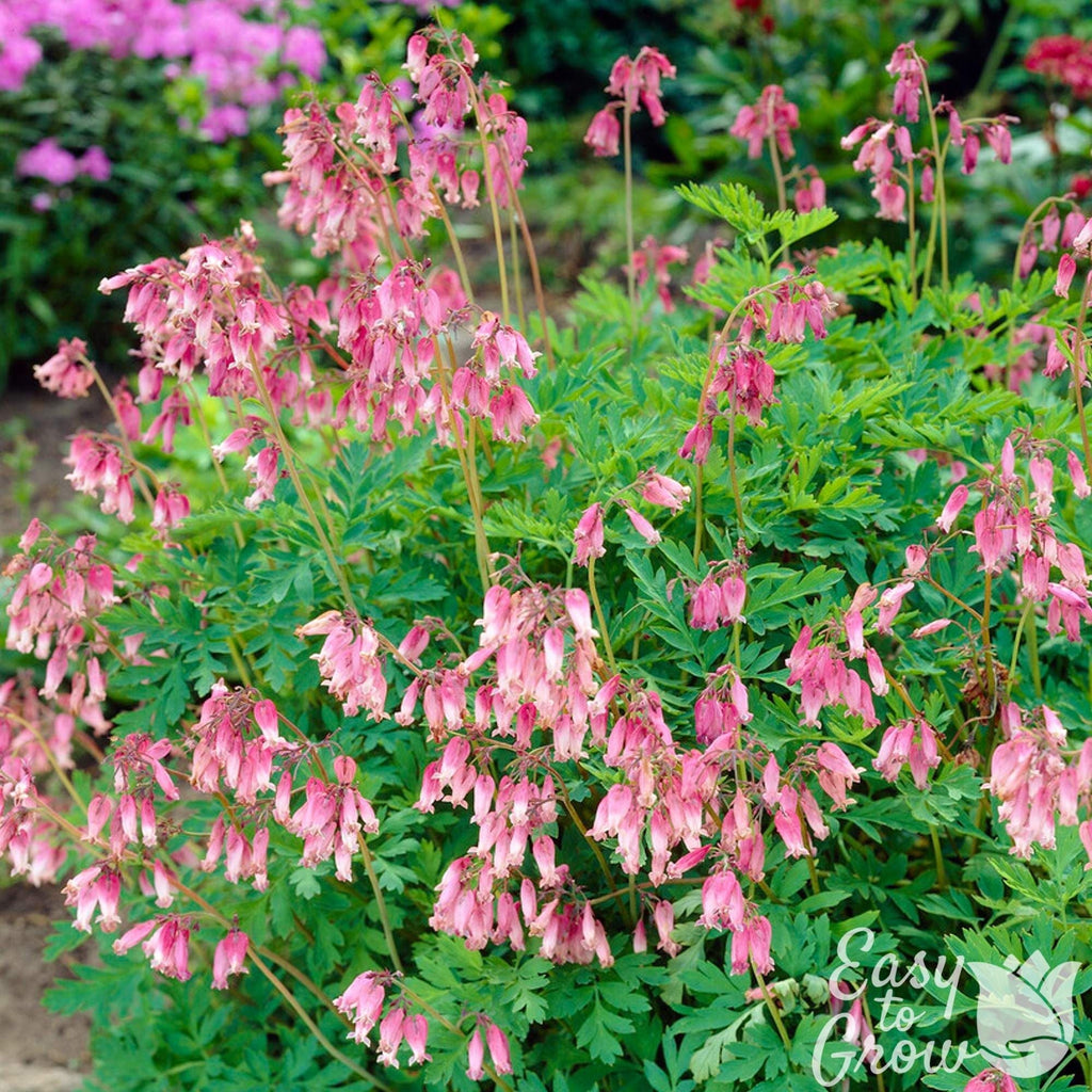Dicentra - Bleeding Hearts Formosa