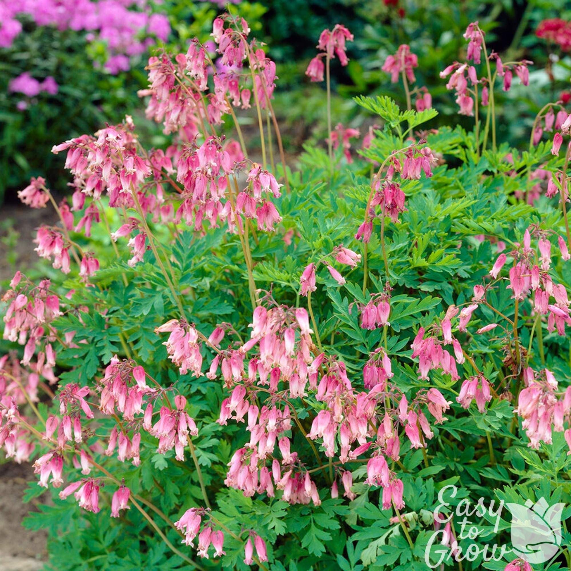 Dicentra - Bleeding Hearts Formosa