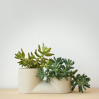 double ceramic plant pot with two succulents