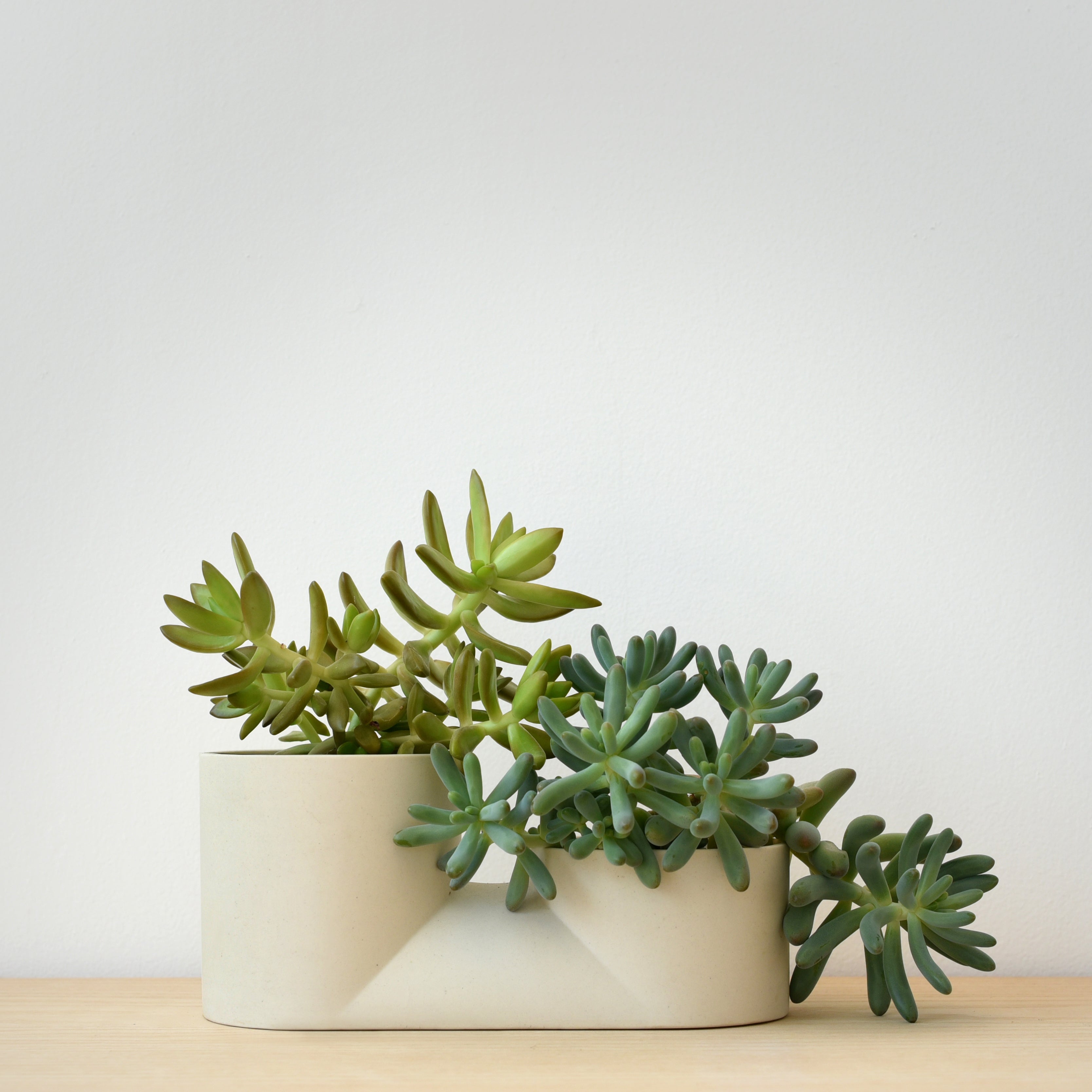 double ceramic plant pot with two succulents