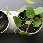 handmade double ceramic plant pot by Misewell