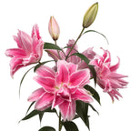Lilium - Oriental Roselily Isabella
