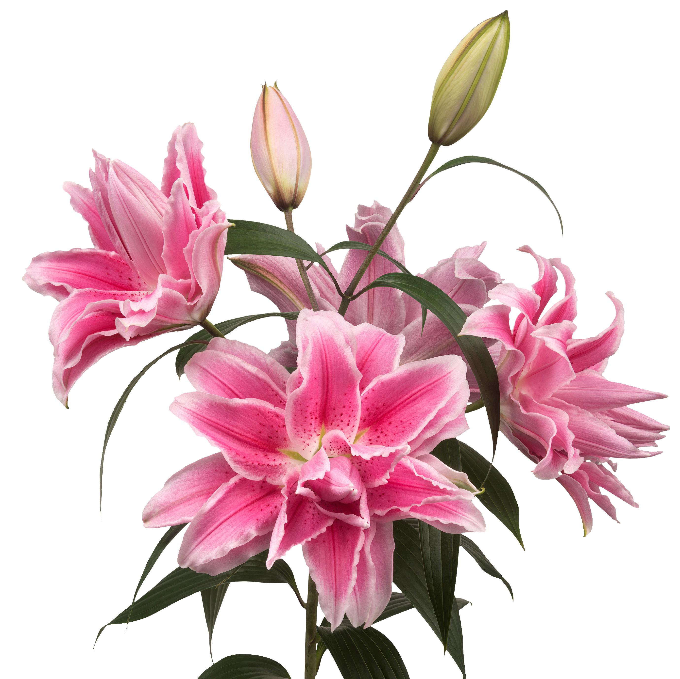 Lilium - Oriental Roselily Isabella