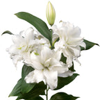 Lilium - Oriental Roselily Corolla