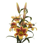 Lilium - Orienpet Lily Flavia