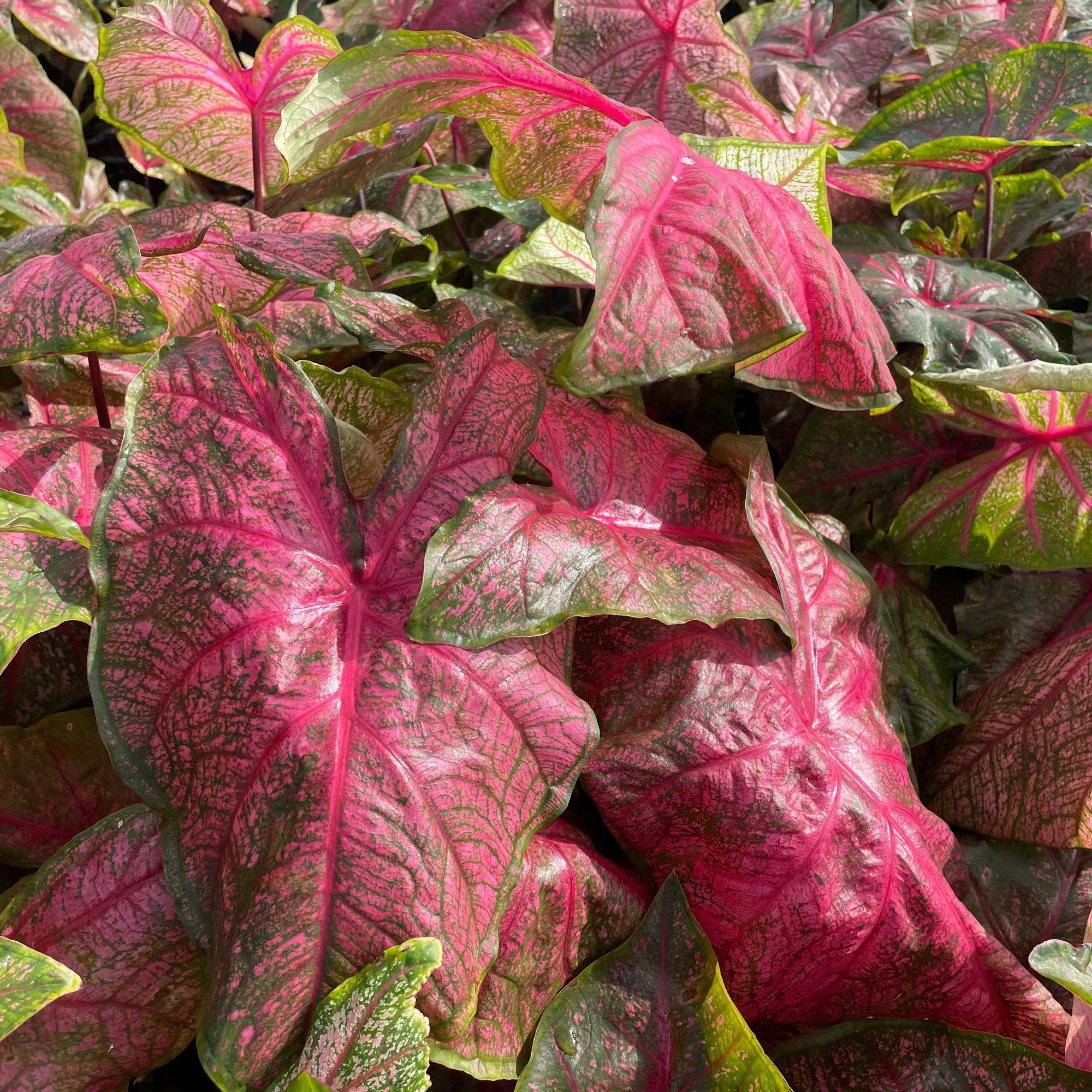 Caladium - Fannie Munson