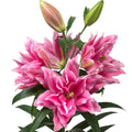 Lilium - Oriental Roselily Ciara