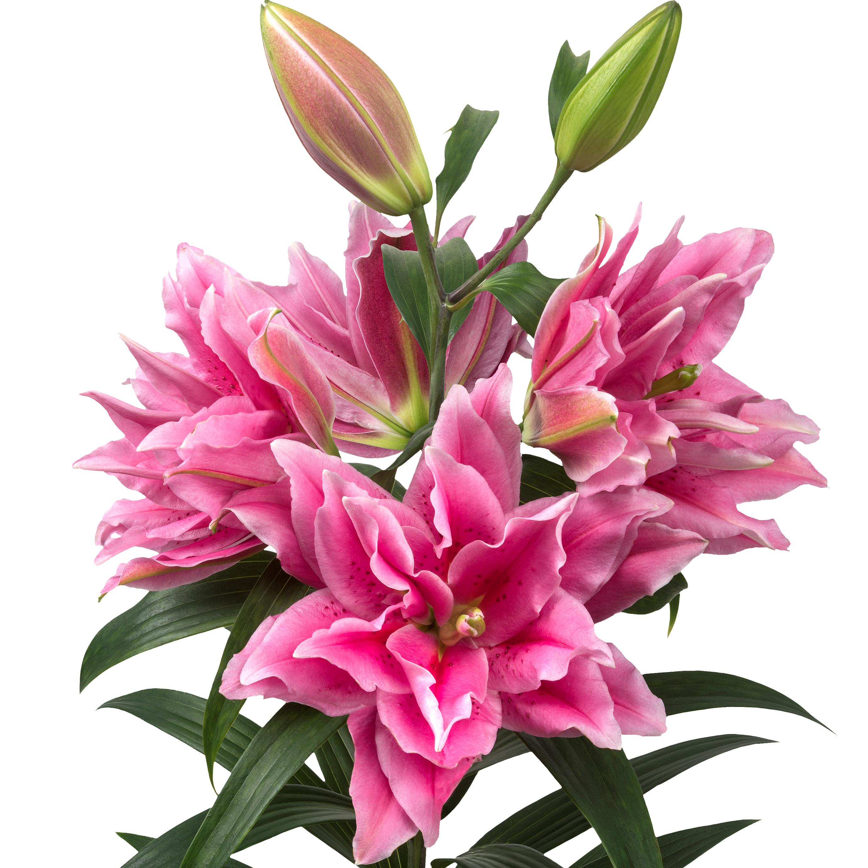 Lilium - Oriental Roselily Ciara