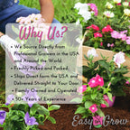 Dahlia - Hawaii