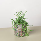 Succulent Senecio Succulent 'Fish Hooks'