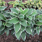 Hosta - Francee