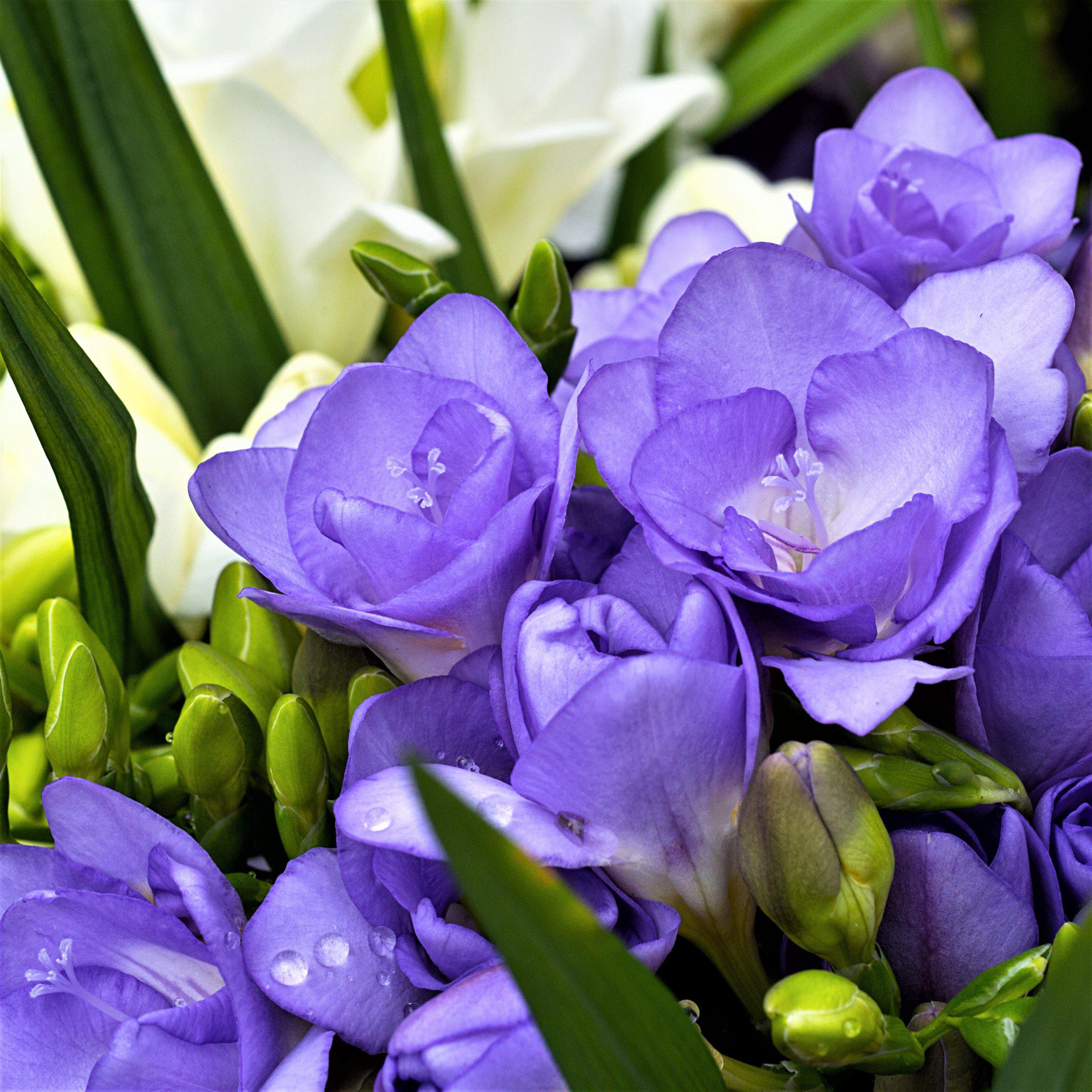 Freesia - Doubles Mix