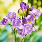 Freesia - Cottage Garden Collection