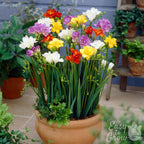 Freesia - Doubles Mix