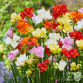 Freesia - Doubles Mix
