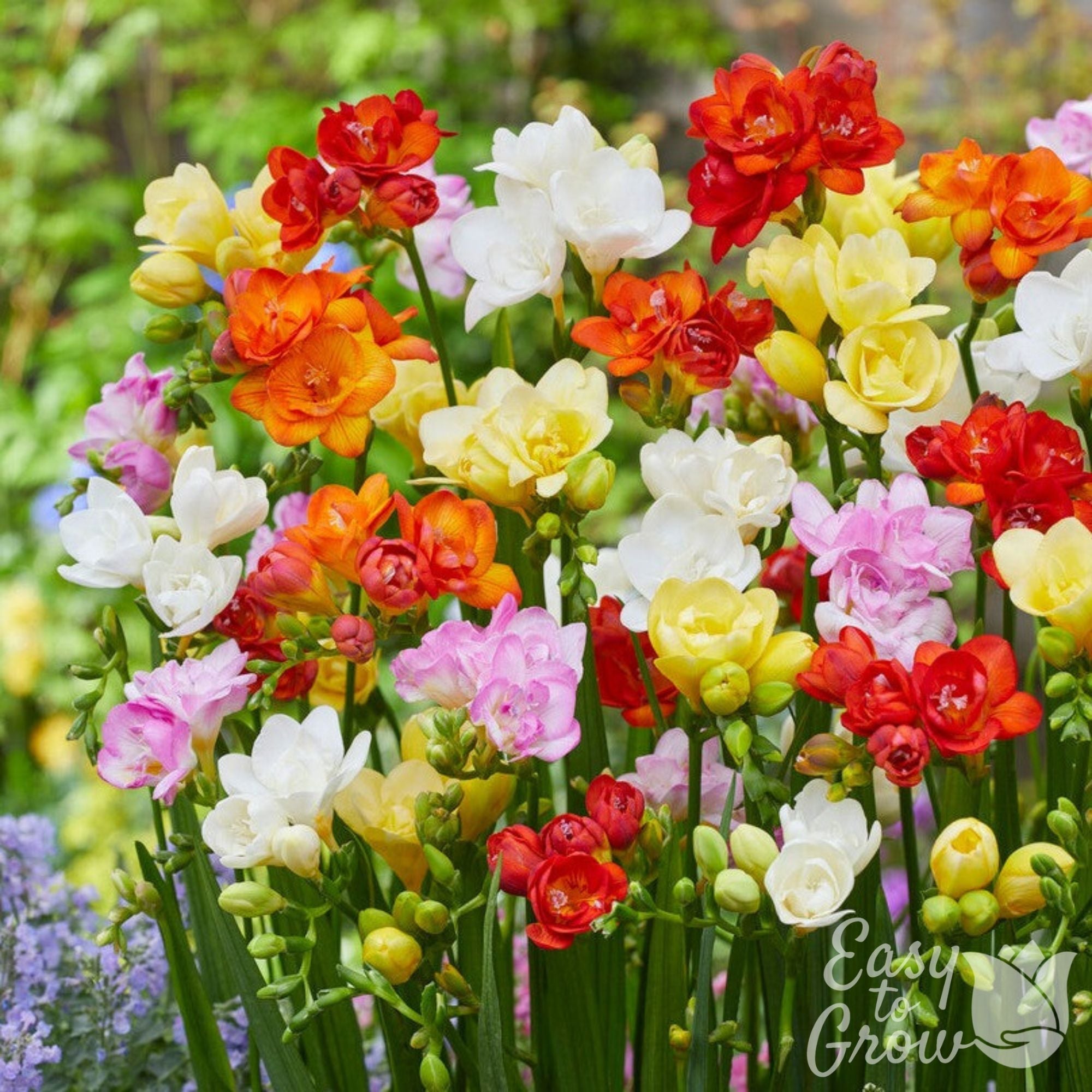 Freesia - Doubles Mix