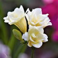 Freesia - Double White