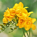Freesia - Double Yellow