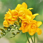 Freesia - Double Yellow