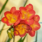 Freesia - Single Bicolor