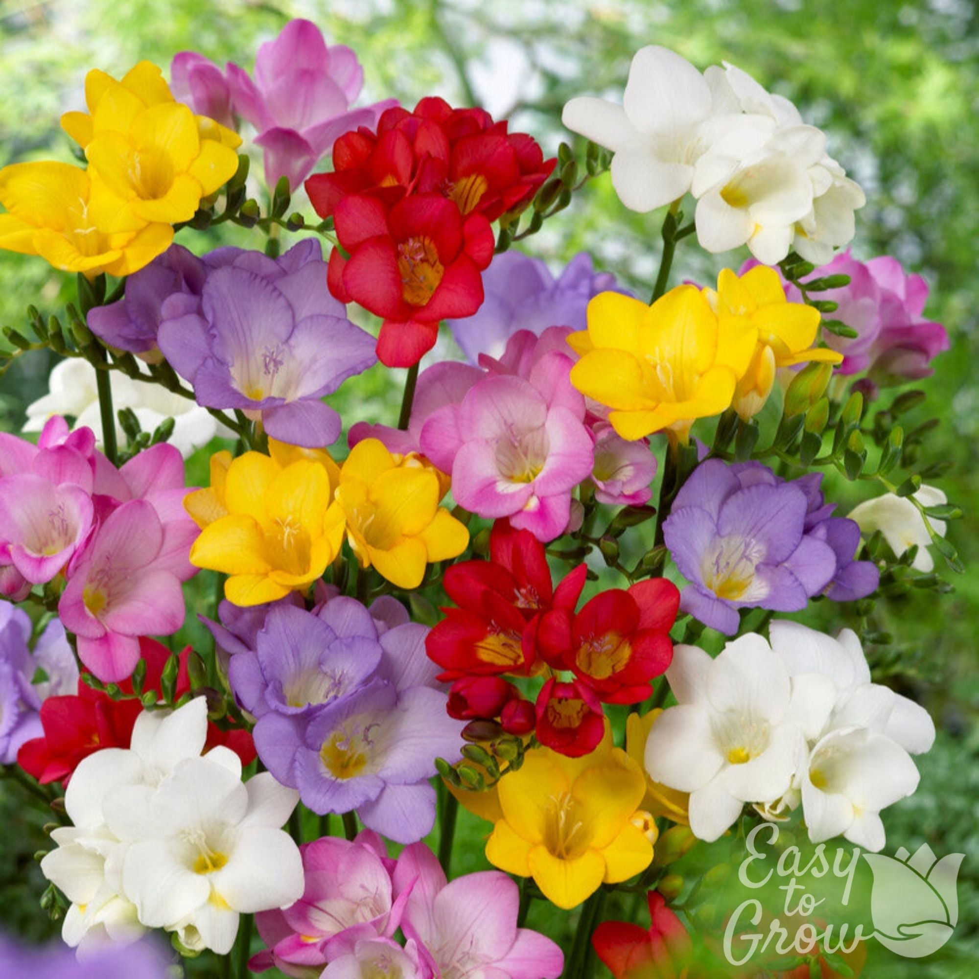 Freesia - Singles Mix