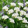 Freesia - Single White
