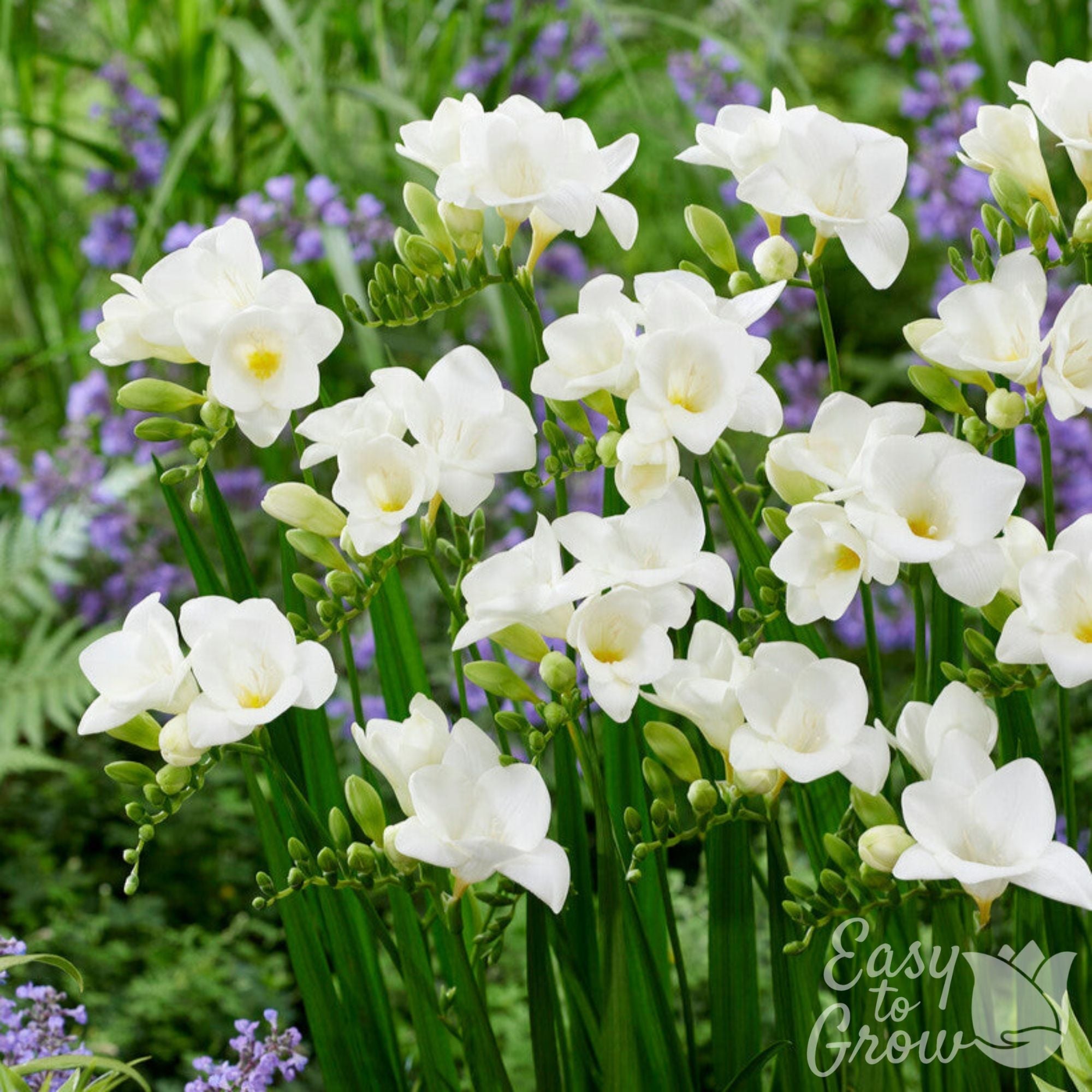 Freesia - Single White