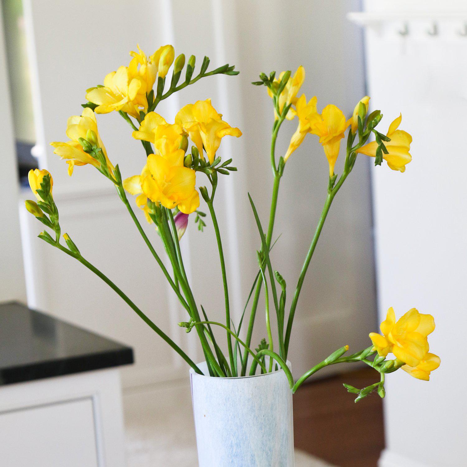 Freesia - Single Yellow