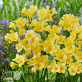 Freesia - Single Yellow