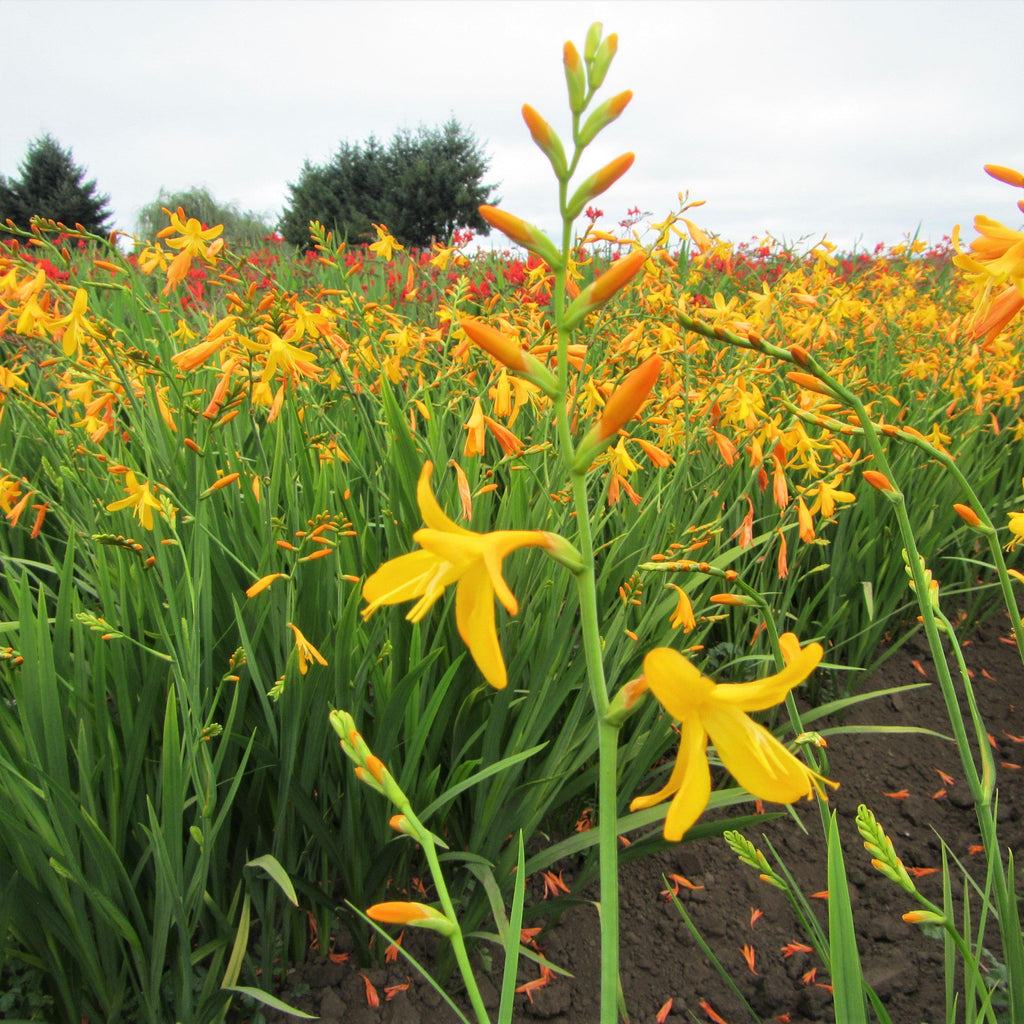 Crocosmia - George Davidson