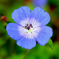 Geranium Johnson's Blue (Perennial Hardy Cranesbill)