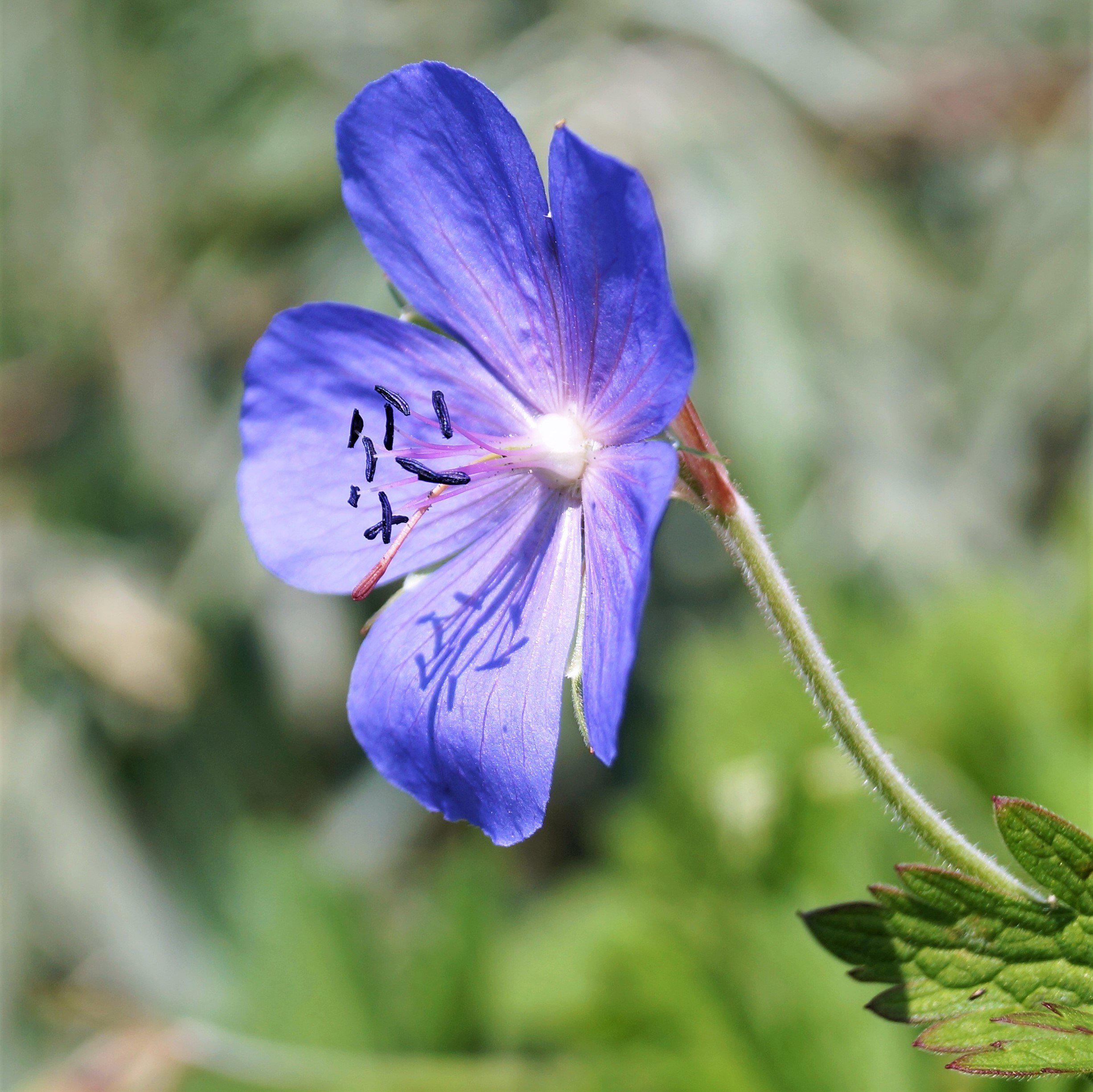 Geranium Johnson's Blue (Perennial Hardy Cranesbill)