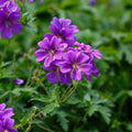 Geranium Kashmir Purple (Perennial Hardy Cranesbill)