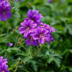 Geranium Kashmir Purple (Perennial Hardy Cranesbill)