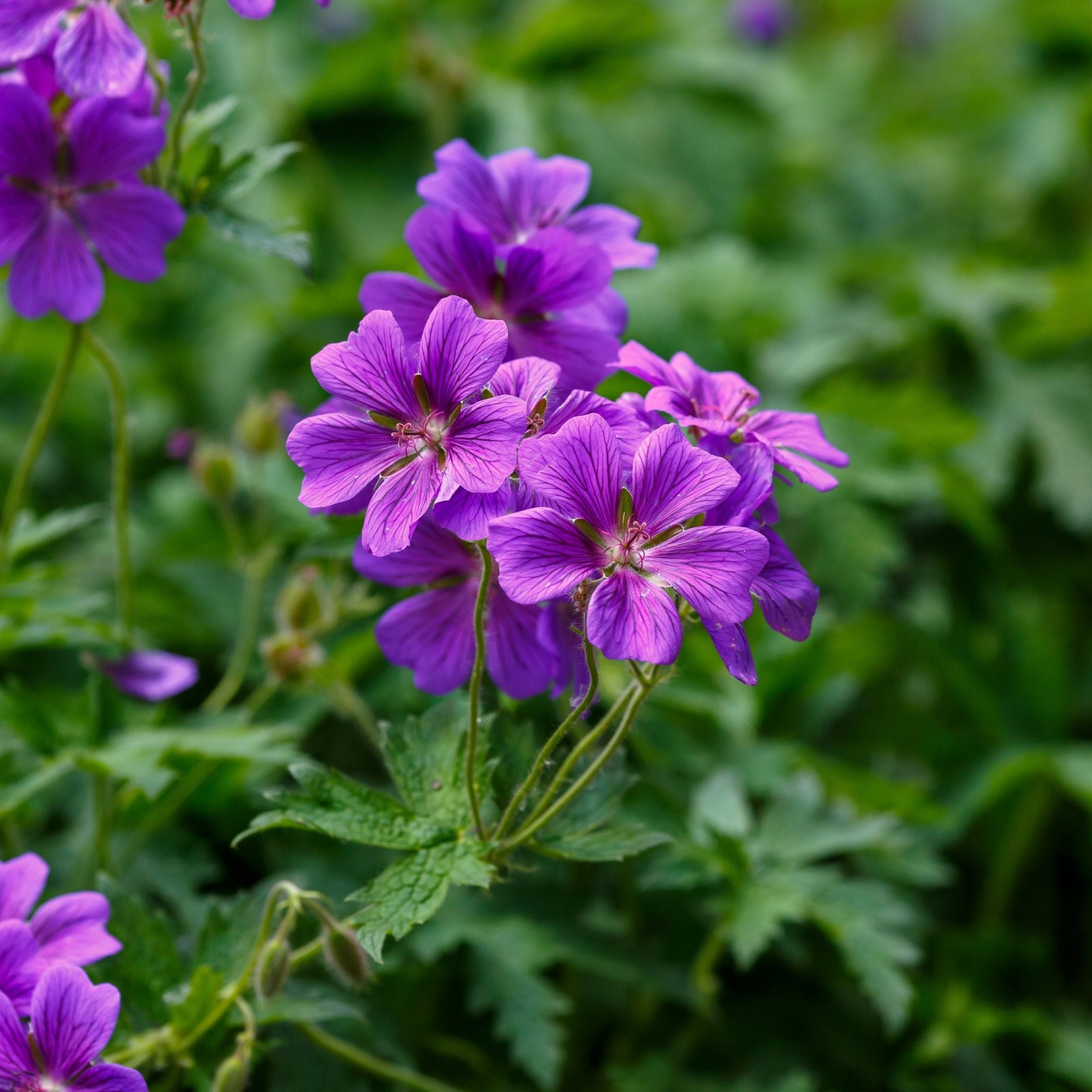Geranium Kashmir Purple (Perennial Hardy Cranesbill)