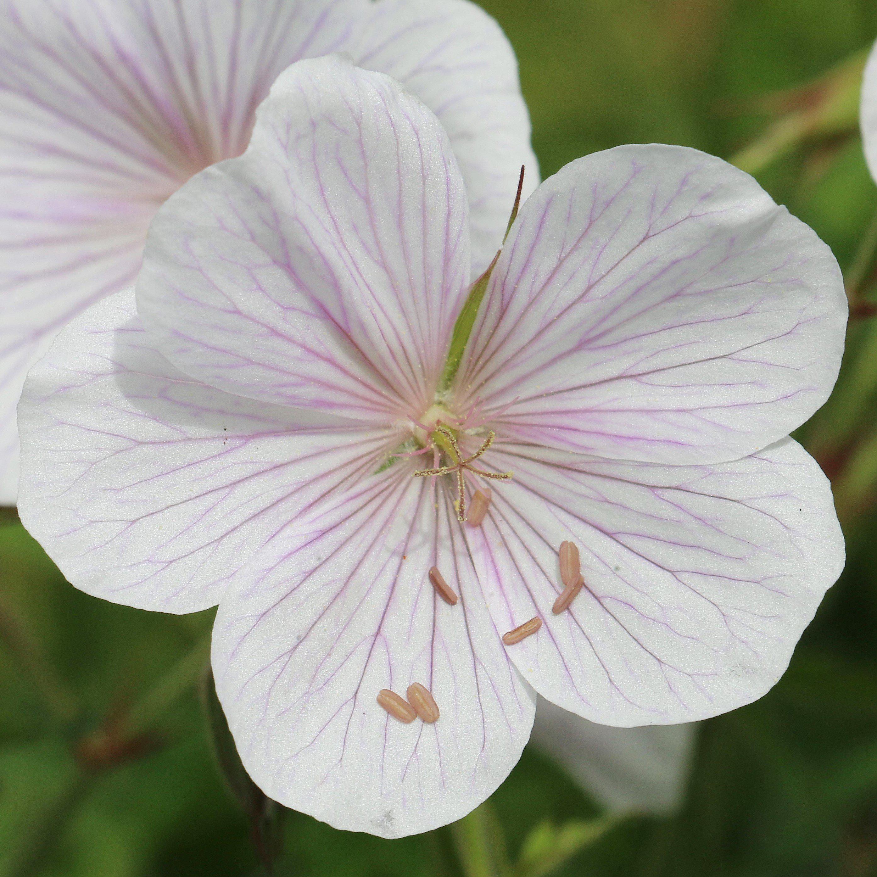 Geranium Tapestry Mix (Perennial Hardy Cranesbill)