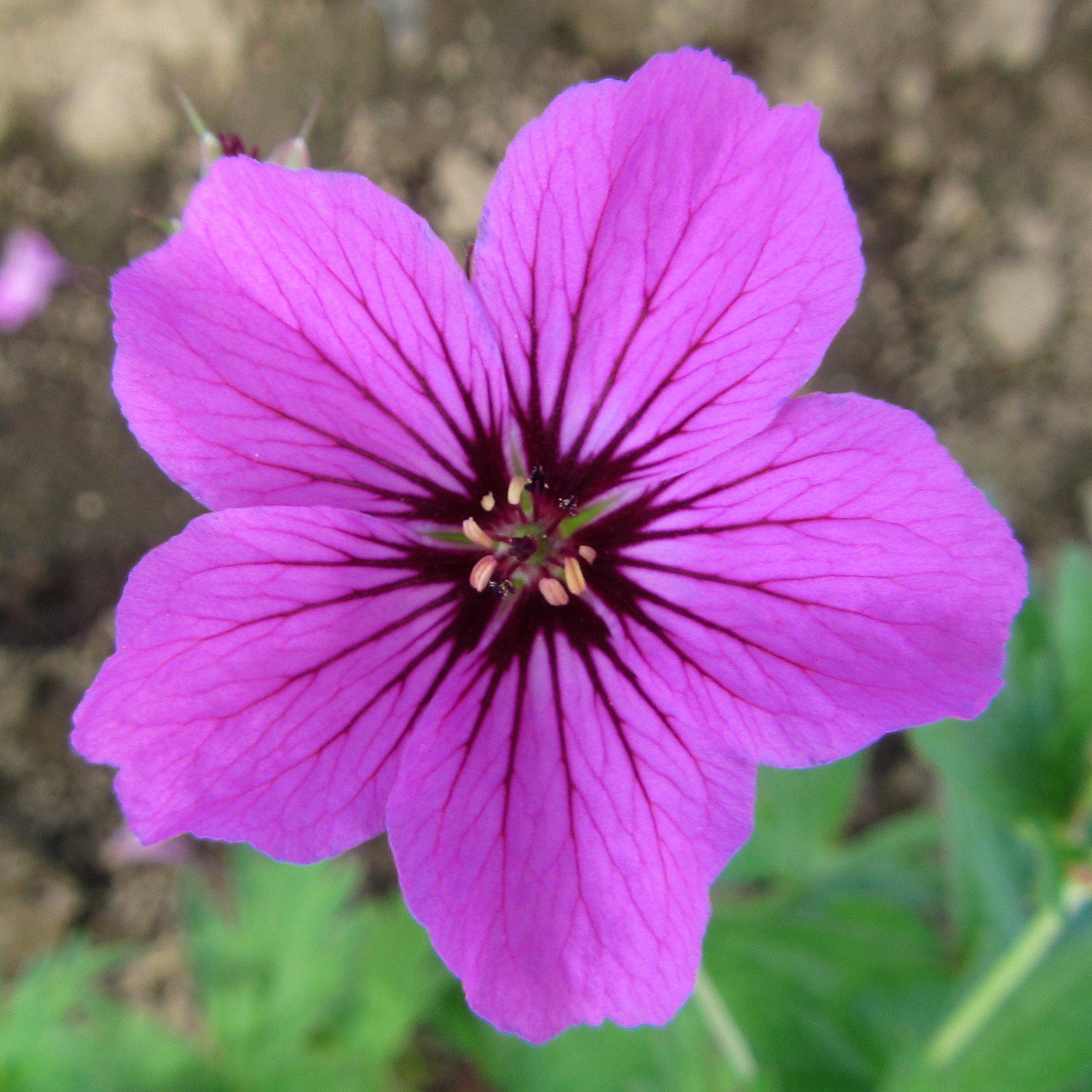 Geranium Patricia (Perennial Hardy Cranesbill)