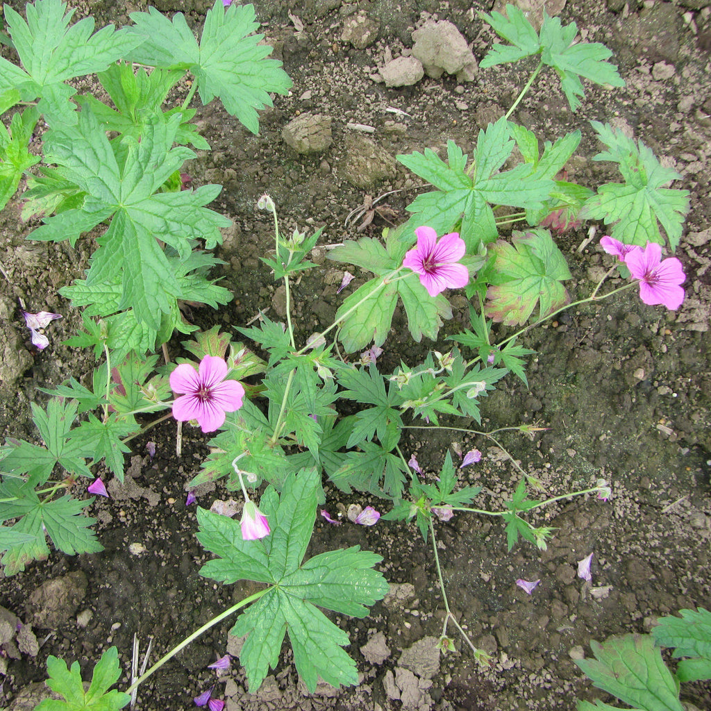Geranium Patricia (Perennial Hardy Cranesbill)