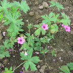 Geranium Patricia (Perennial Hardy Cranesbill)
