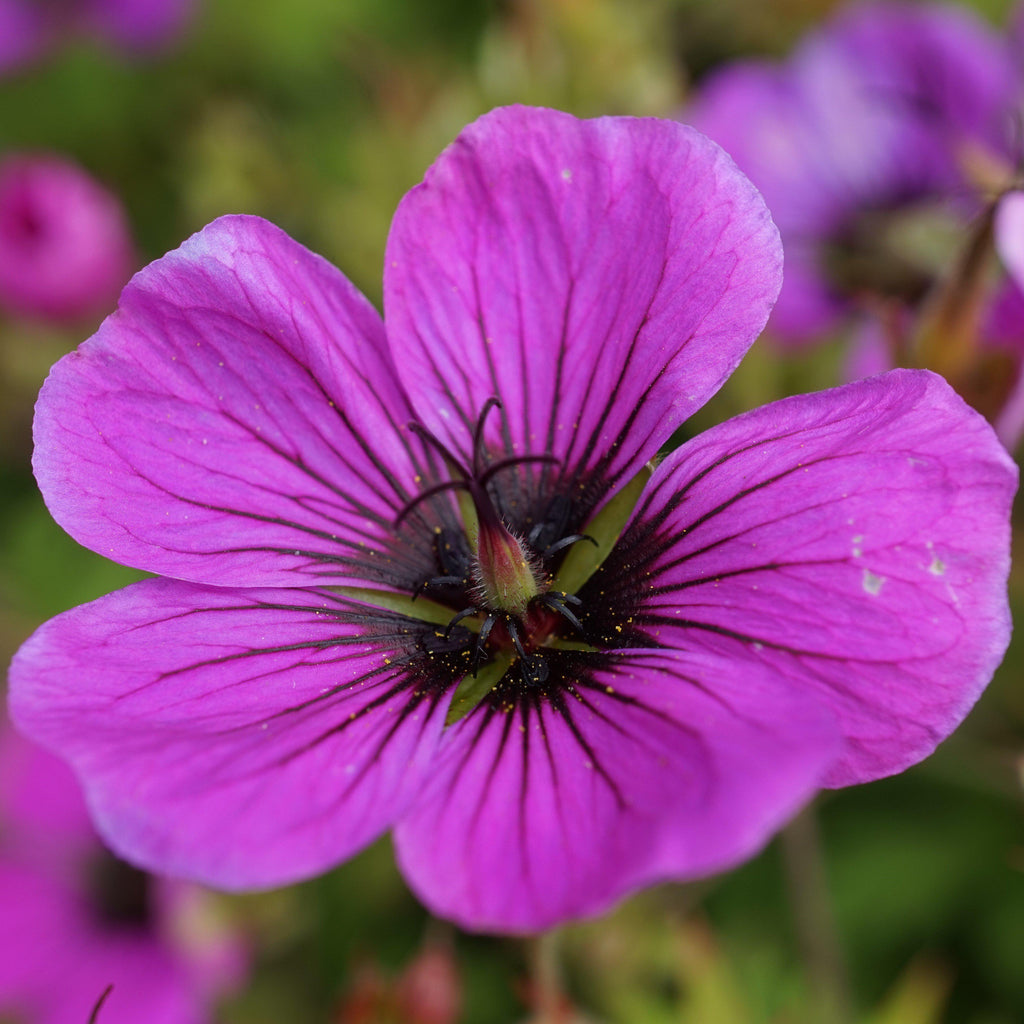 Geranium Patricia (Perennial Hardy Cranesbill)